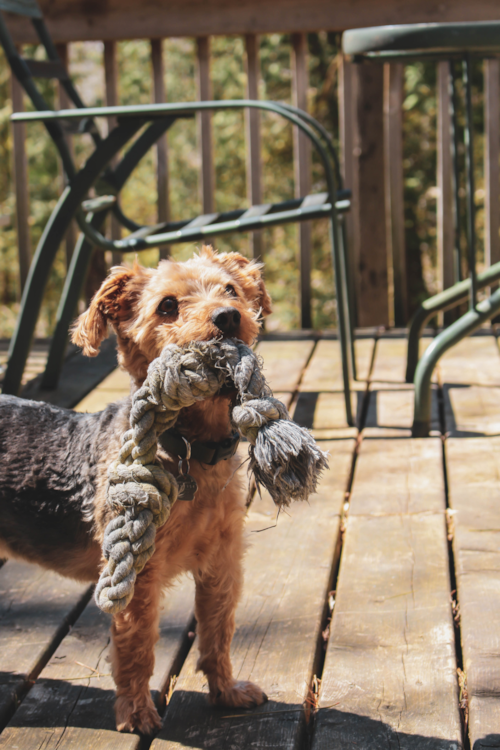 Yorkie Chon Puppy For Sale - Fairfield Furbabies